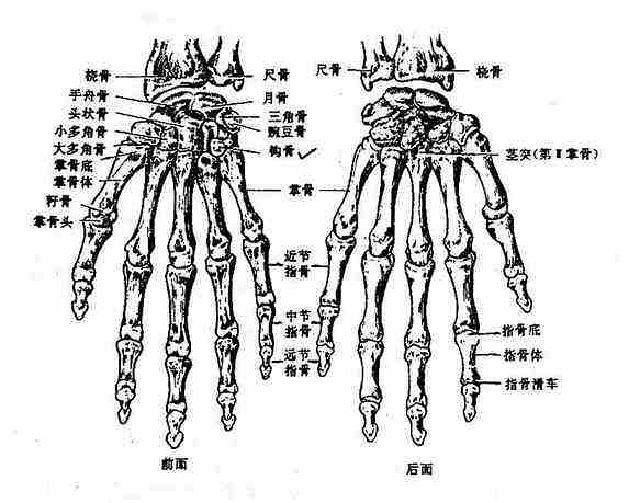 认识我们的骨骼